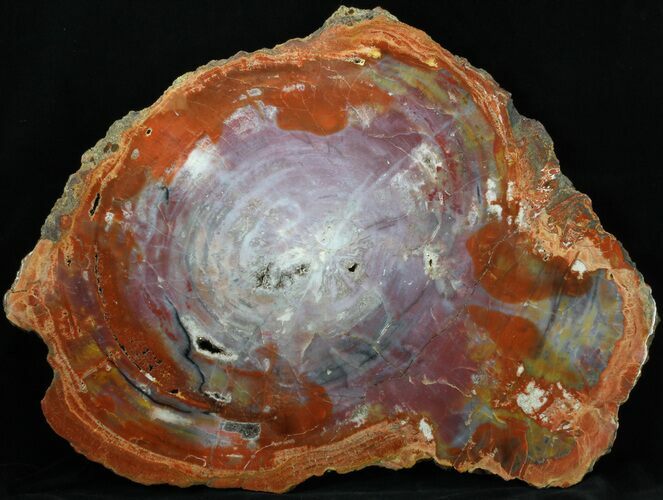 Brilliant, Red Arizona Petrified Wood Slab - #41623